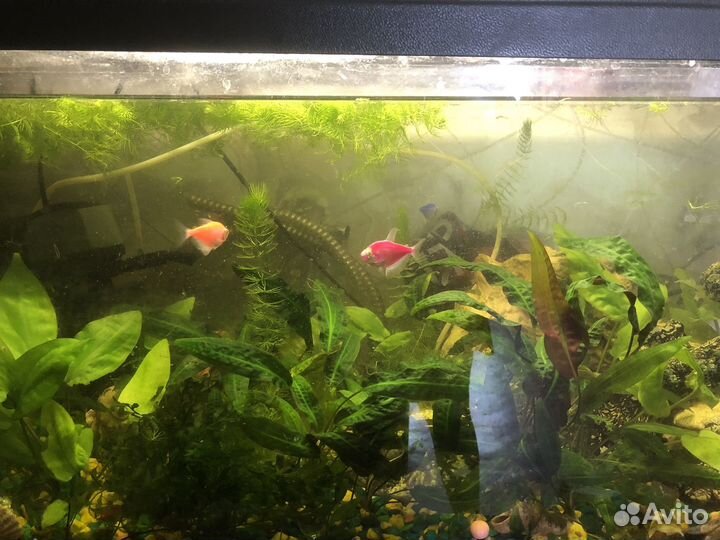 Аквариум