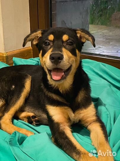 Черный мустанг