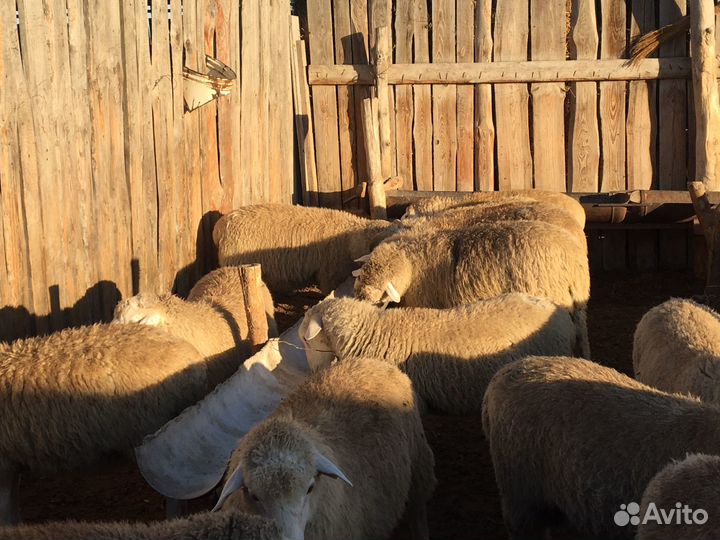 Бараны Дорперы 50