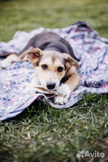 Щенок в добрые руки