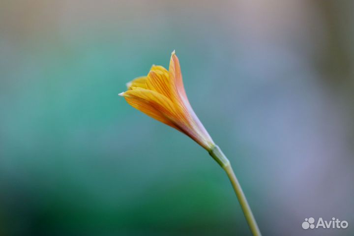 Зефирантес, семена