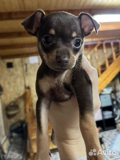 Мини той-терьер