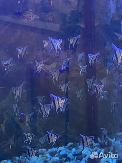 Аквариумные рыбки