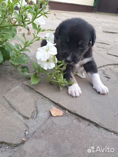 Отдам щенят