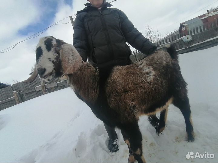 Козлик для случки