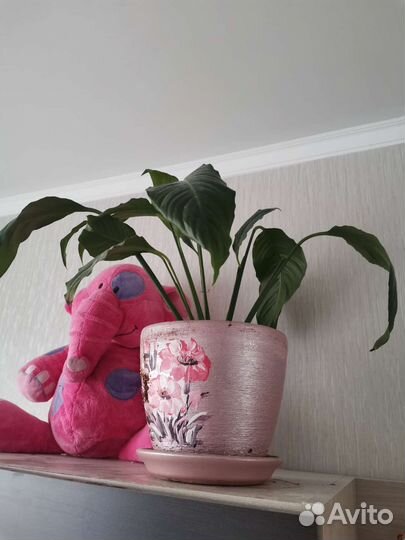 Комнатные растения