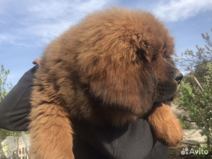 Тибетский мастиф щенки