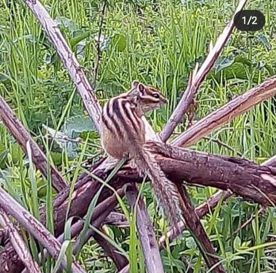 Участок 15 сот. (СНТ, ДНП)