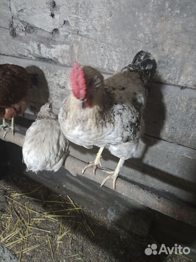Молодые Петушки 9 месяцев