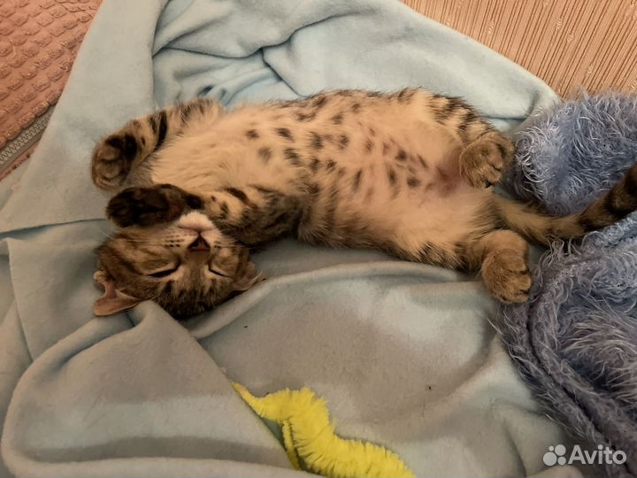 Котёнок полосатик в добрые руки