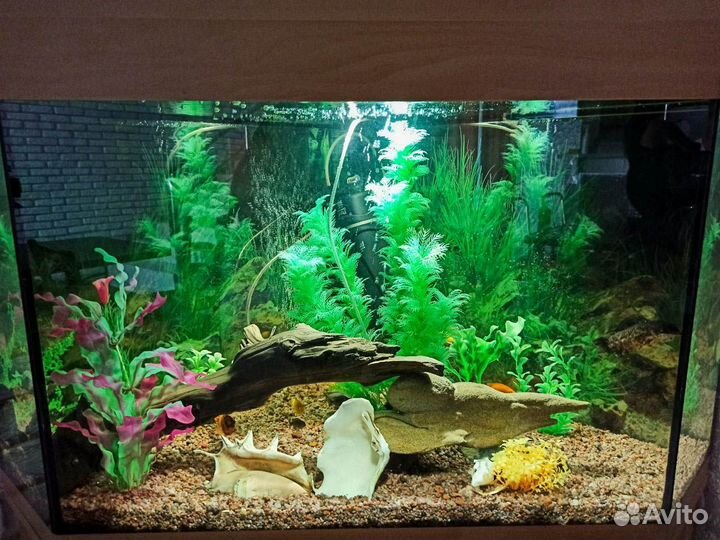 Обслуживание аквариумов