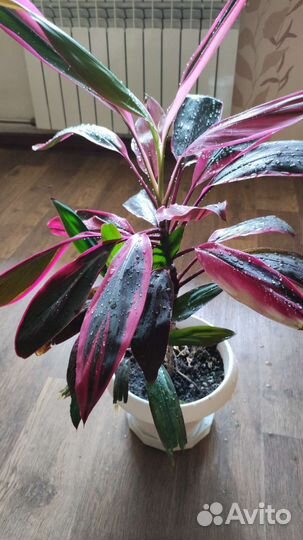 Комнатные растения цветы большие