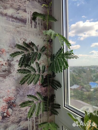 Мимоза стыдливая