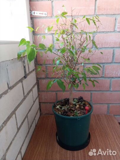 Фикус Бенджамина ствол 