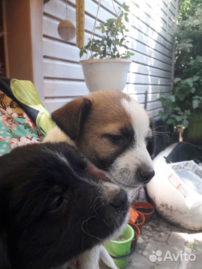 Щенки дворняжки мальчик и 2 девочки