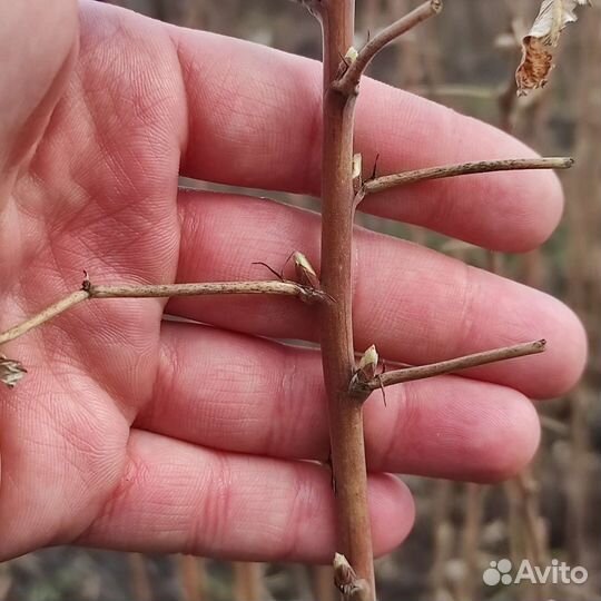 Малина летняя сорт 