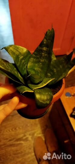 Сансевиерия