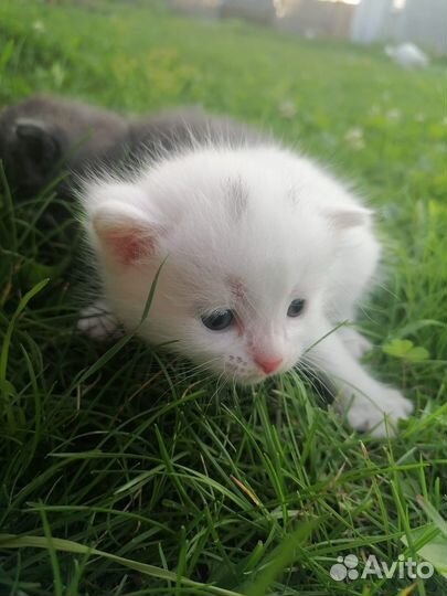 Отдам в добрые руки котят