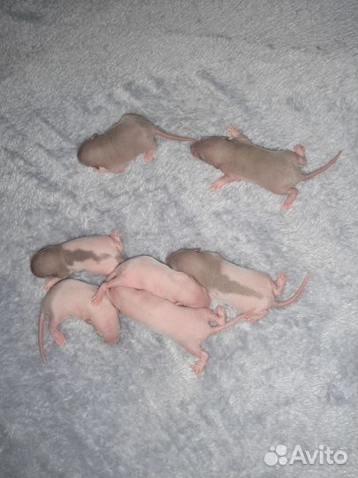 Декоративная крыса