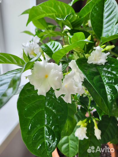 Табернемонтана