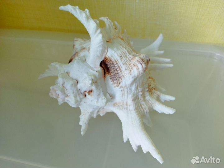 Ракушка большая, шумит