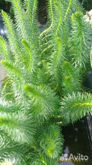 Растение для пруда, сосенка водная