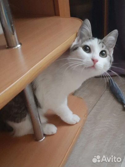 Кошечка- подросток