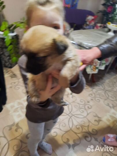 Щенки в добрые руки