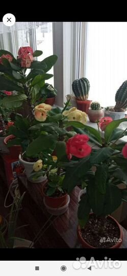 Эуфорбия Миля