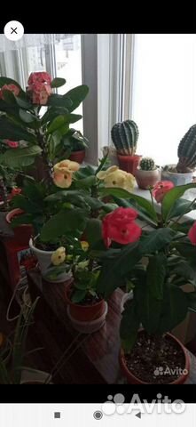 Эуфорбия Миля