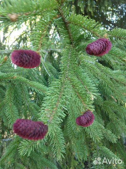 Опилки в мещках