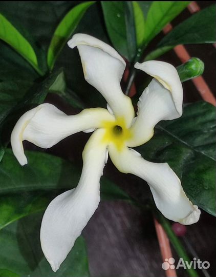 Табернемонтана BangsaphanDream-вариегатный