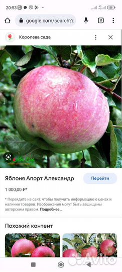 Яблони СССР