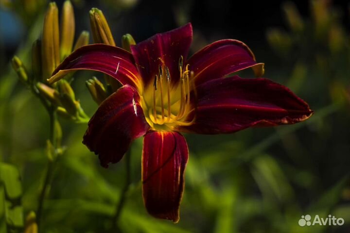 Sigma sd10 + объективы