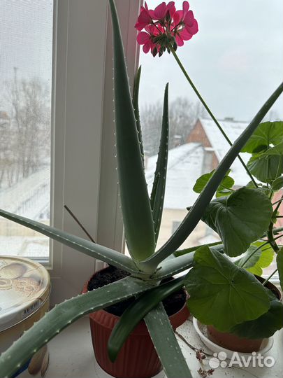 Алоэ вера и замиокулькас