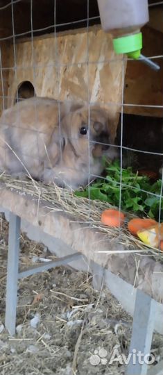 Декоративные кролики вислоухие