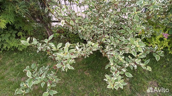 Дерен Альба (саженец в горшке )