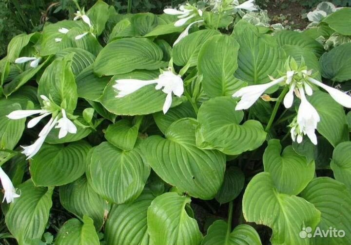 Хоста растение