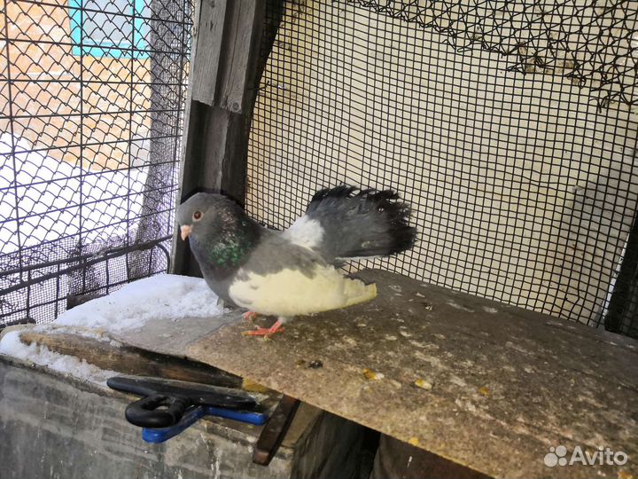 Голуби статные