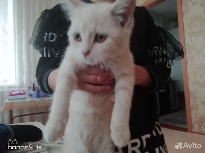 Кошечка в добрые руки