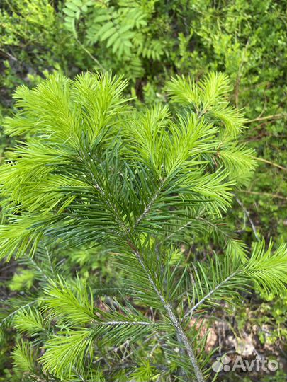 Пихта для парилки