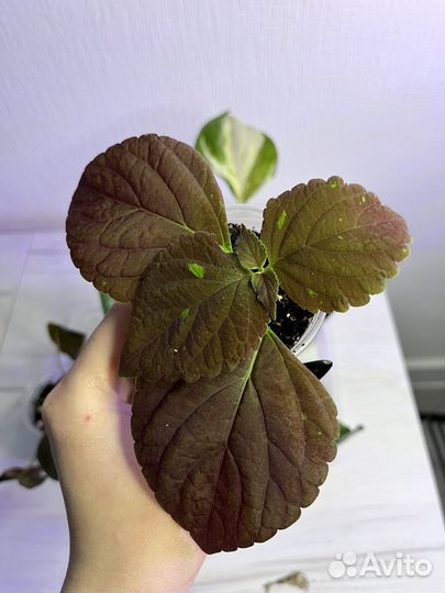 Набор 8 комнатных растений