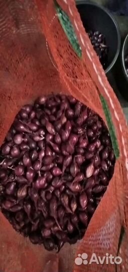 Лук севок. Штутгартер, стурон, кармен, белый орел