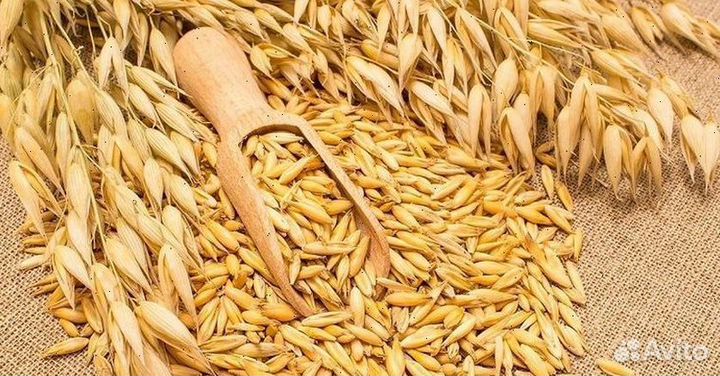 Зерно, овес, ячмень, пшеница