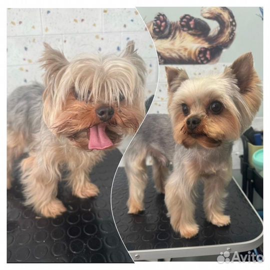 Грумер (линька, стрижка собаки, кошки)