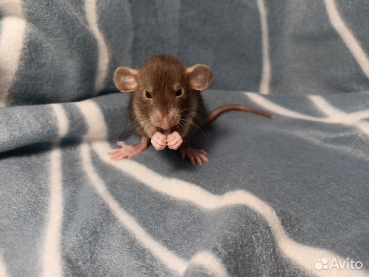 Крысята дамбо