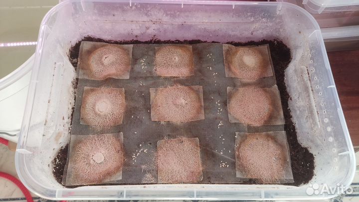 Гриндальский червь - культура для разведения