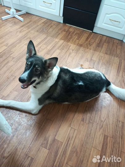 Кобель в добрые руки