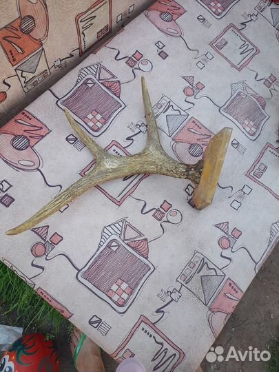 Лосиные рога