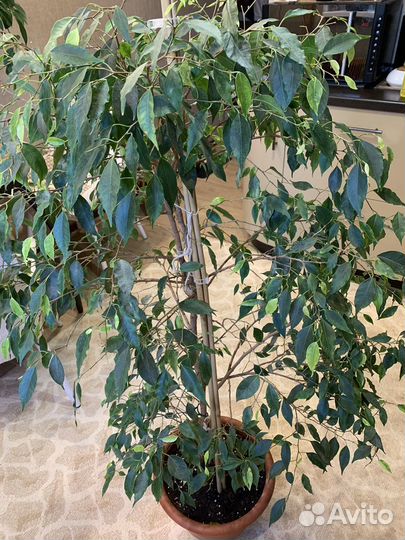 Фикус Бенджамина